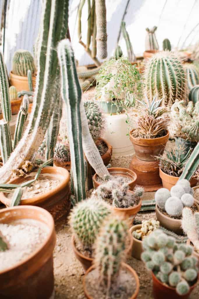 Palm Springs Instagram Spots moorten botanical garden