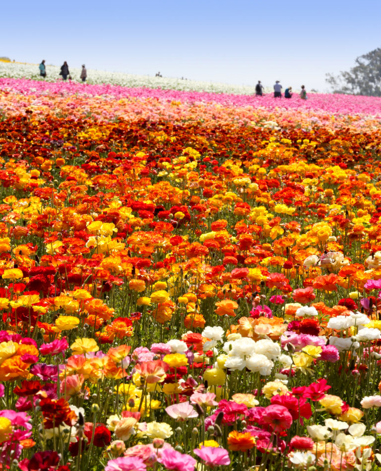 where to find wildflowers in socal
