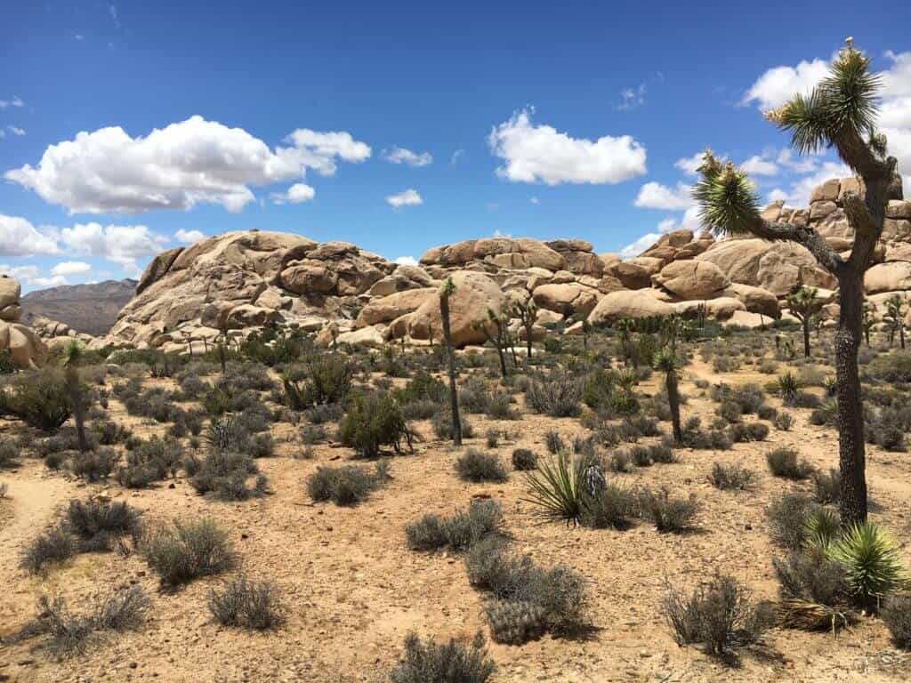 national parks near san diego Joshua Tree