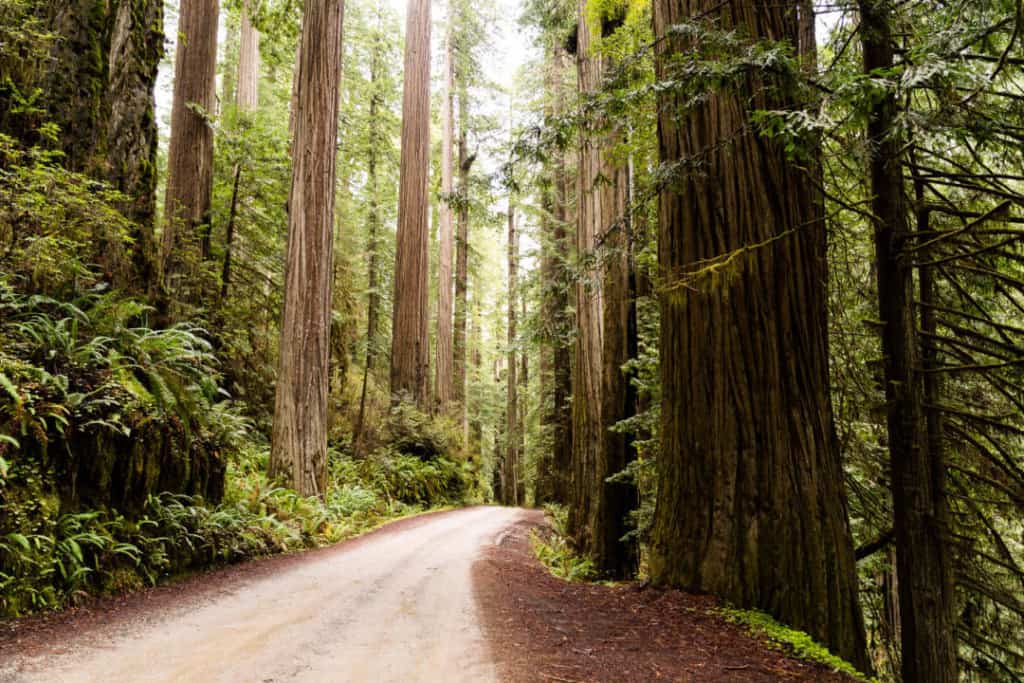 national parks near san diego Redwood