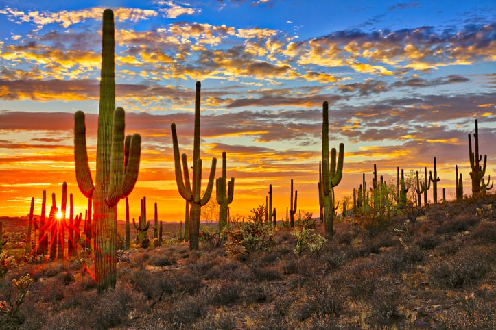 national parks near san diego Saguaro