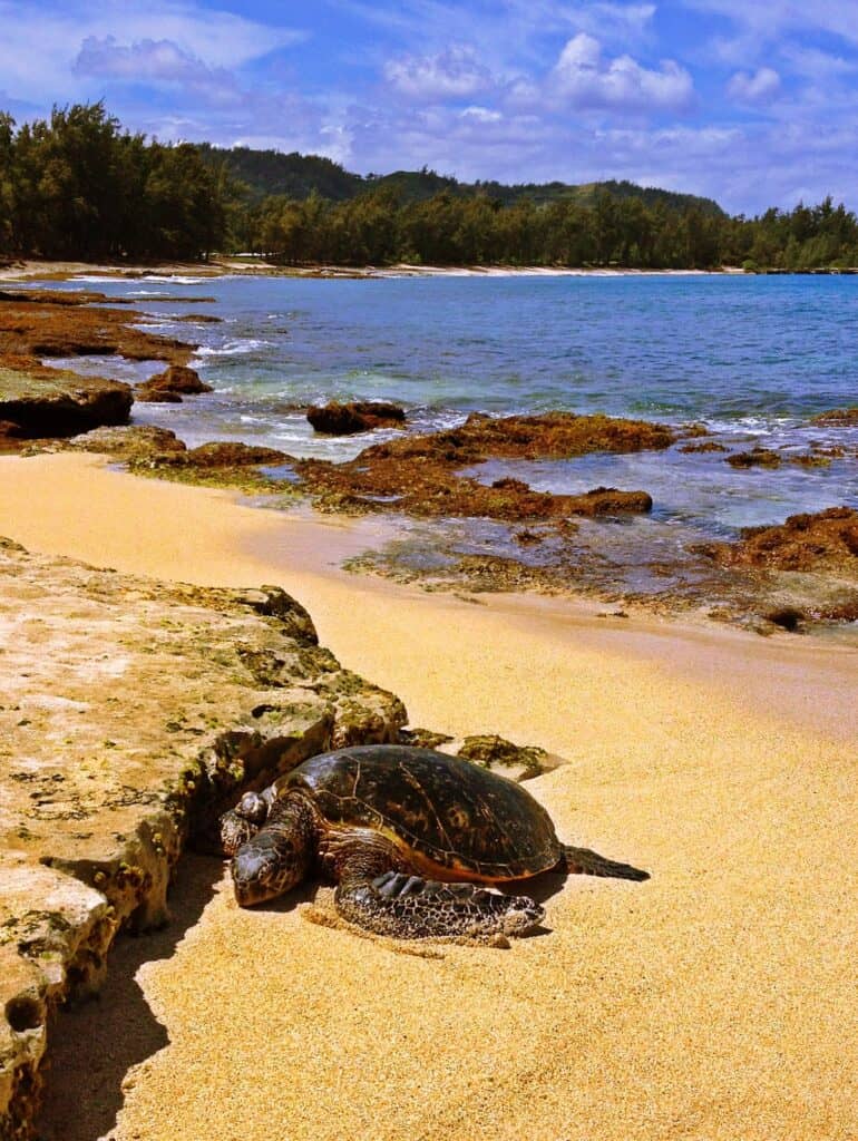 A turtle peacefully rests on a sandy beach near a body of water, providing a serene setting for couples visiting Oahu.