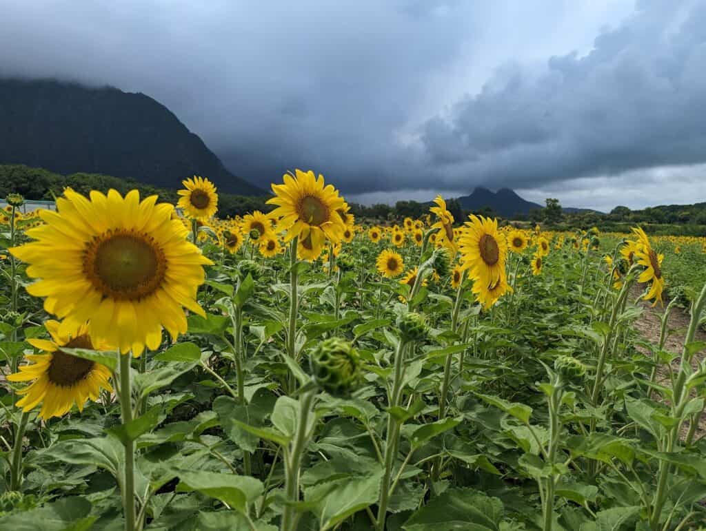 A romantic field of sunflowers overlooked by magnificent mountains in Oahu, offering an enchanting experience for couples.