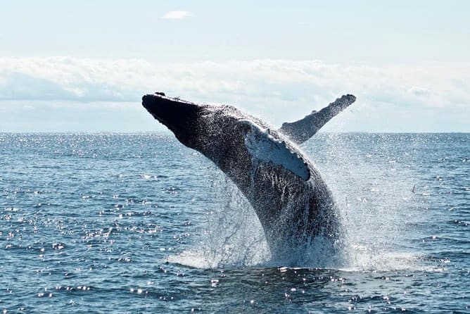 A captivating sight awaits couples in Oahu as a humpback whale gracefully breaches the water, offering an unforgettable and romantic experience.