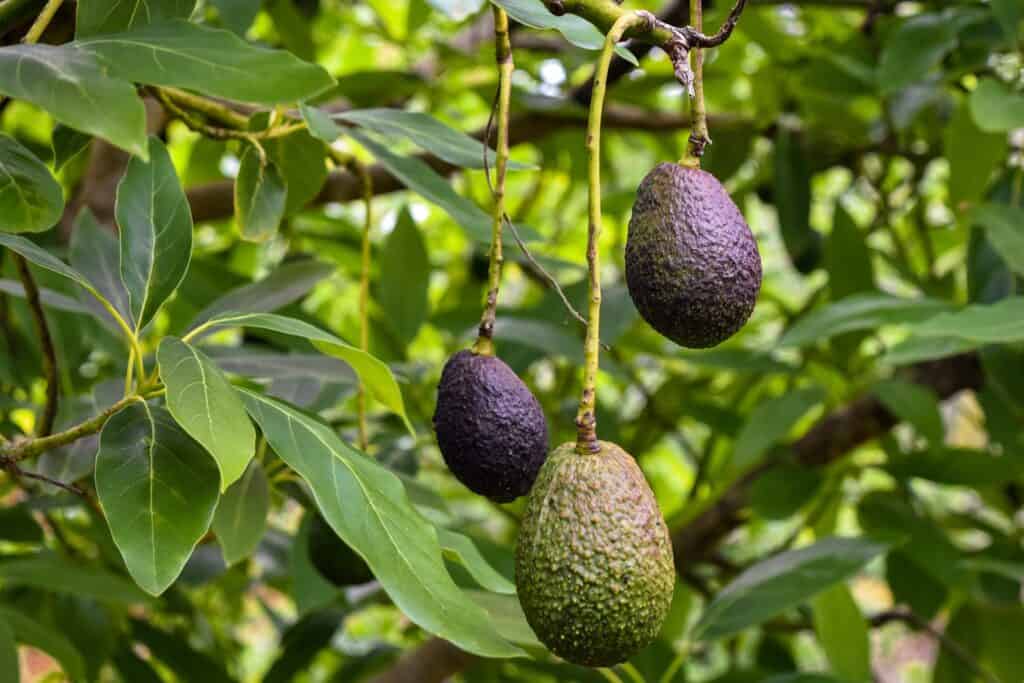 Three avocados hang from a tree branch surrounded by green leaves, resembling the scenic stops along the Camino de Santiago. The avocados are at various stages of ripeness, much like the diverse experiences one gathers on this journey.