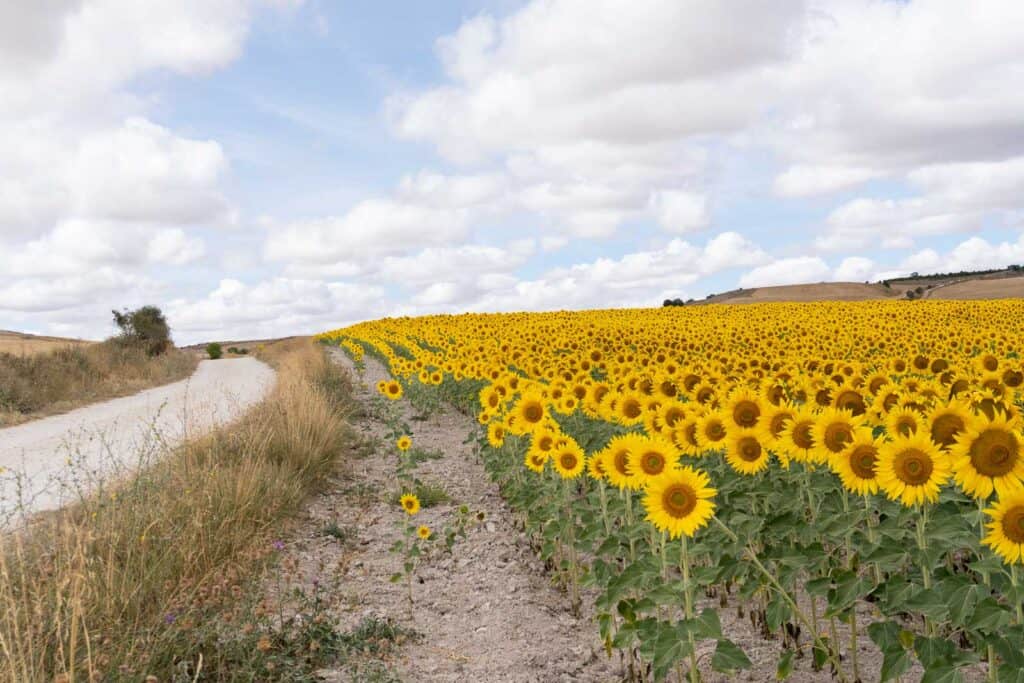 A dirt road runs alongside a large field of blooming sunflowers under a partly cloudy sky, offering a serene backdrop that could easily be part of your Camino de Santiago adventure.