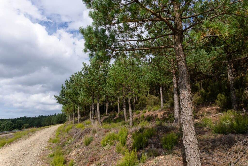 A dirt path curves alongside a dense forest of pine trees under a partly cloudy sky, offering a tranquil setting reminiscent of the Camino de Santiago.