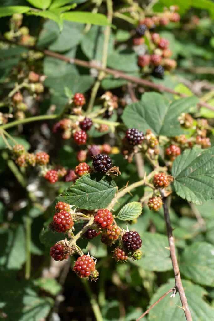 A cluster of ripening blackberries on thorny branches, with some berries red and others dark purple, surrounded by green leaves—much like the varied stages encountered along the Camino de Santiago.