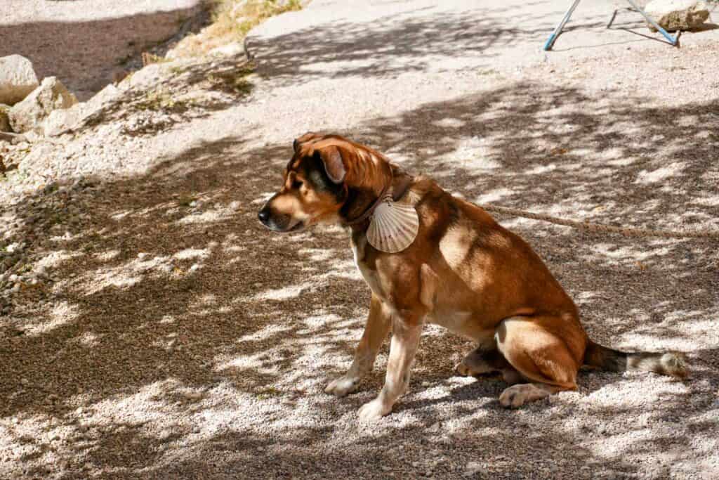 A brown dog with a white shell attached to its collar sits on a gravel surface with dappled sunlight filtering through trees.