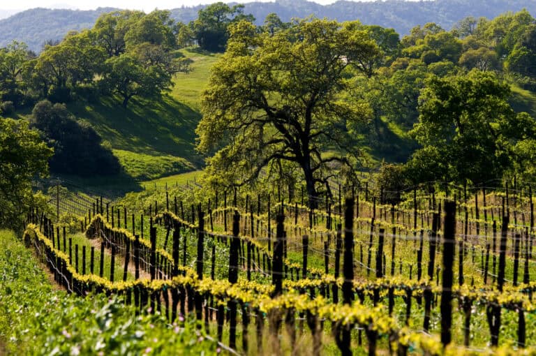 29+ FREE or Seriously Cheap Things to Do in Santa Rosa, California ($25 & Under)!