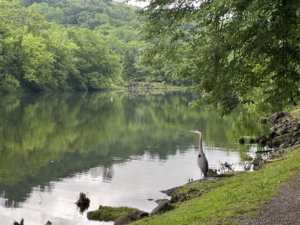 A heron stands at the edge of a calm, tree-lined river with green foliage reflected in the water—an idyllic scene reminiscent of landscapes found near top-rated spots in western front hotel reviews.