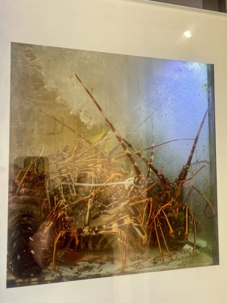 Several live lobsters with long antennae are crowded together inside a tank with condensation on the glass, ready to be served in some of the best restaurants Alghero has to offer.
