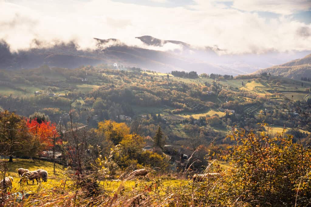 A scenic valley with rolling hills, scattered trees in autumn colors, grazing sheep, and distant mountains partly covered by clouds—perfect for truffle hunting in Tuscany.