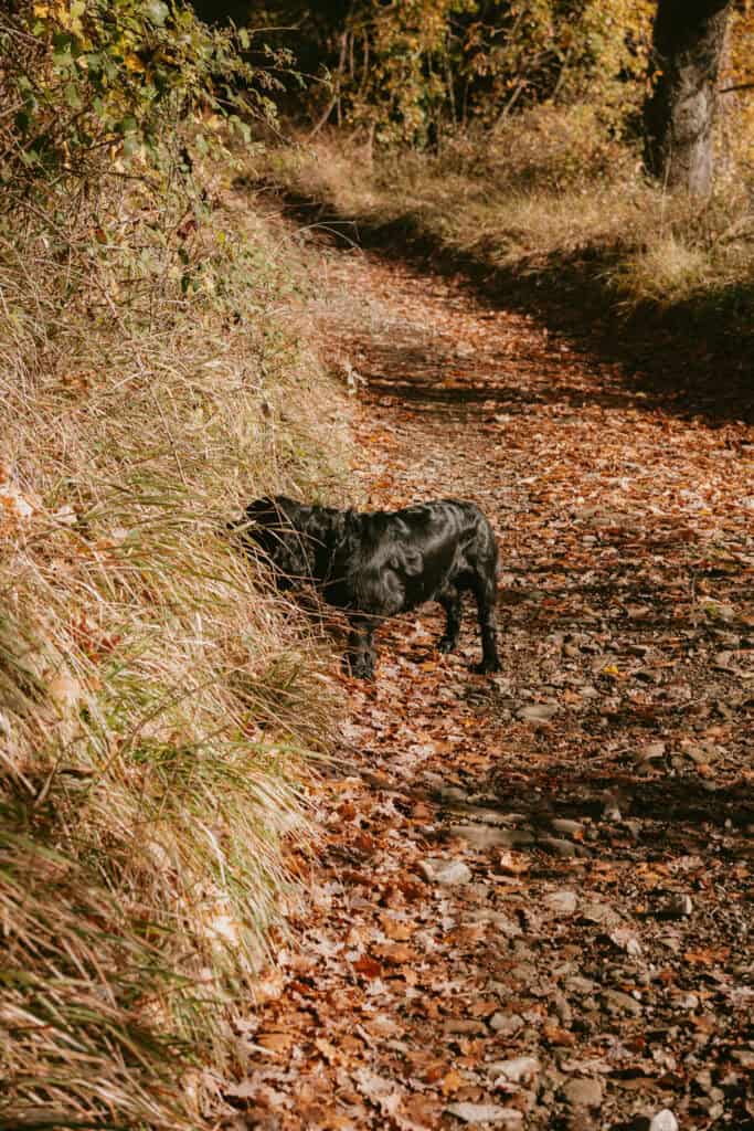 A black dog stands on a leaf-covered dirt path in a wooded area, partially obscured by tall grass on the left—a scene reminiscent of truffle hunting in Tuscany.