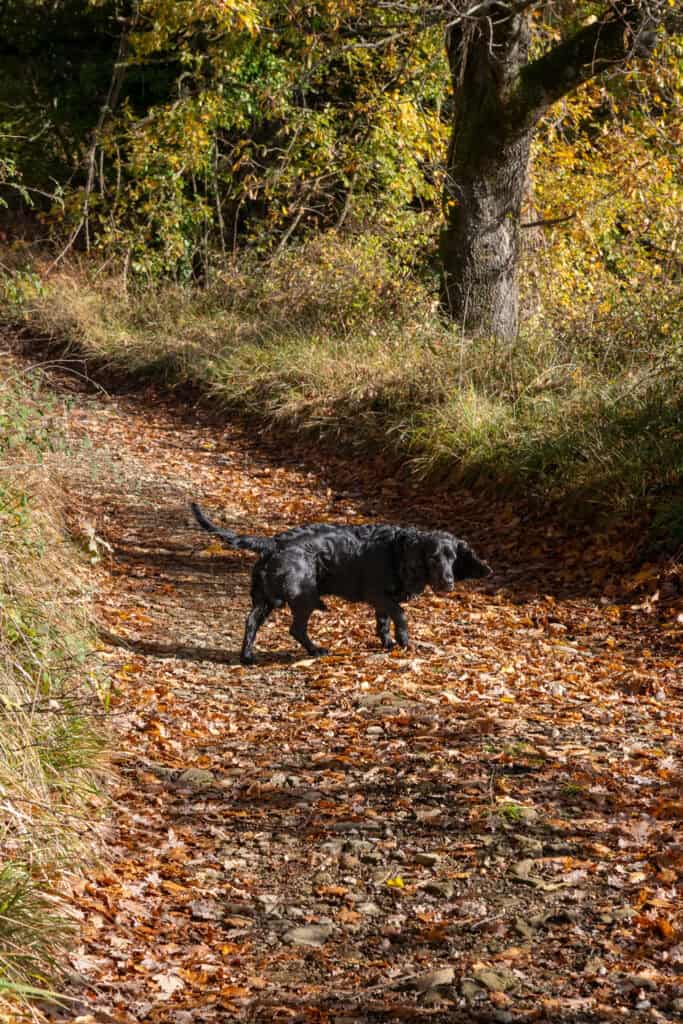 A black dog walks on a leaf-covered dirt path in a wooded area with autumn foliage, evoking scenes of truffle hunting in Tuscany.