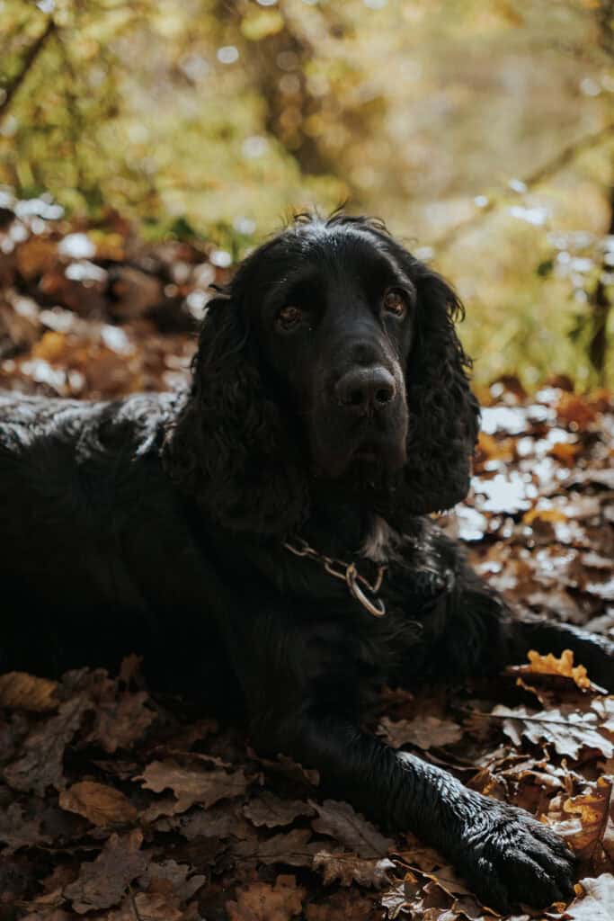 A black dog with long, curly ears lies on fallen leaves outdoors, sunlight filtering through trees—ready for a day of truffle hunting in Tuscany.