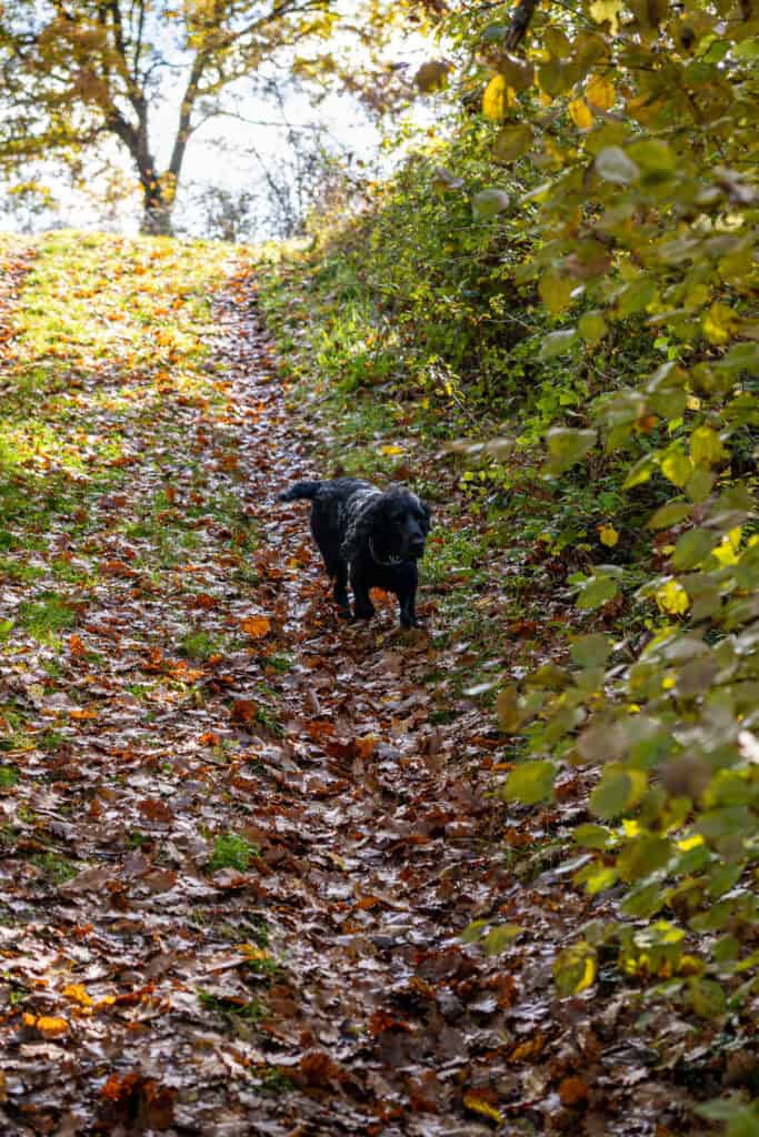 A black dog walks along a leaf-covered path in a wooded area, sunlight filtering through the trees—just like during truffle hunting in Tuscany.