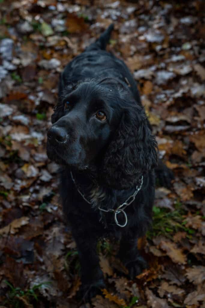 A black dog with curly ears stands on a ground covered with brown leaves, looking upward—ready for truffle hunting in Tuscany.