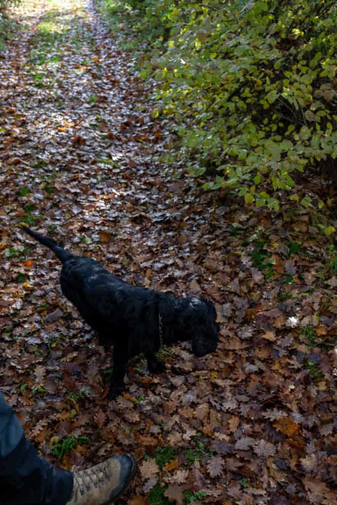 A black dog stands on a leaf-covered forest path next to a person's boot, with green bushes on the right—perfect for truffle hunting in Tuscany.