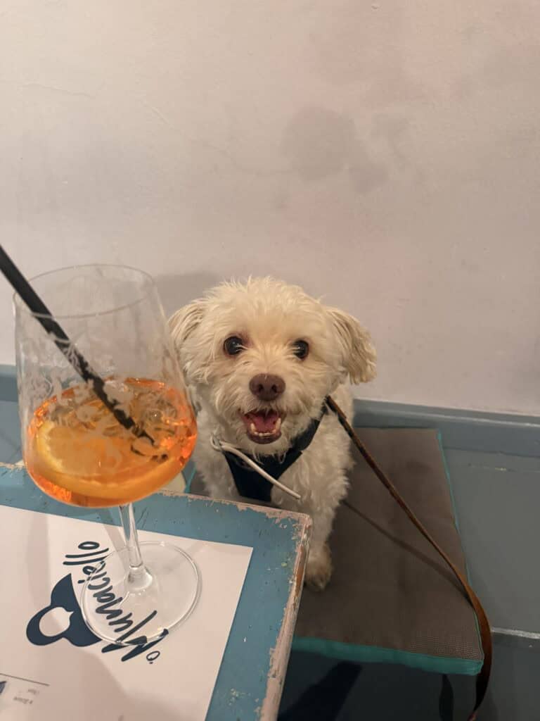 Small white dog sitting on a chair next to a table with a partially finished orange drink in a wine glass.