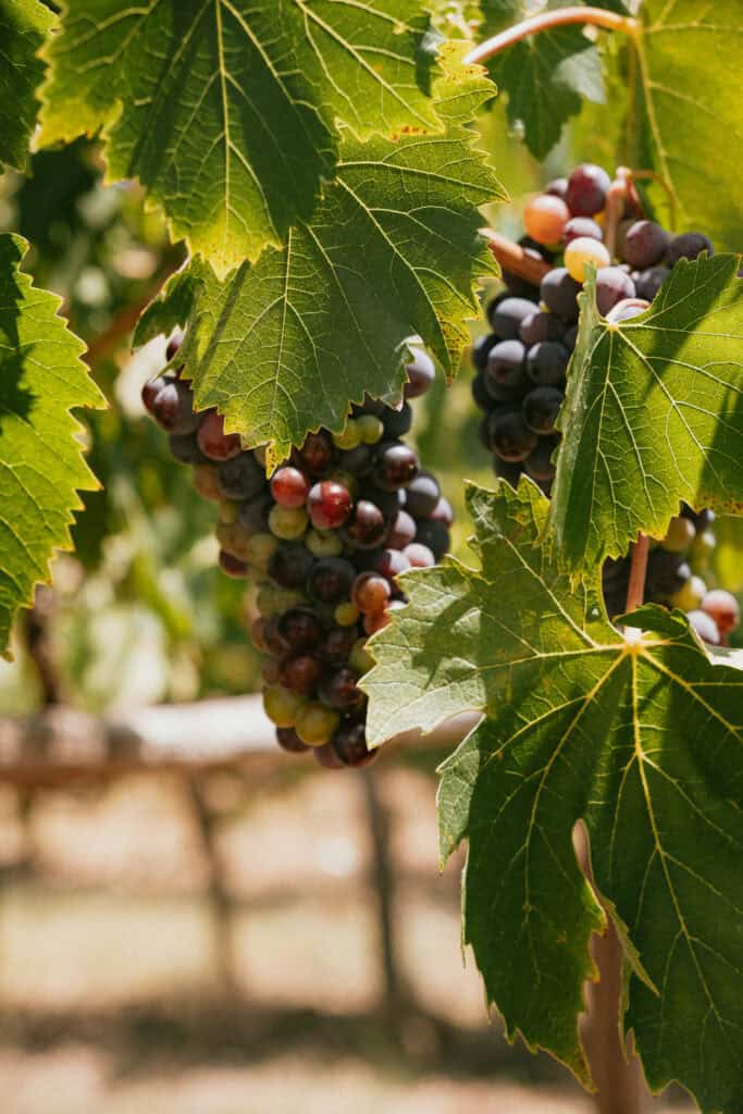 Clusters of dark purple grapes hanging from a grapevine with green leaves, evocative of a 3 days in Florence itinerary.