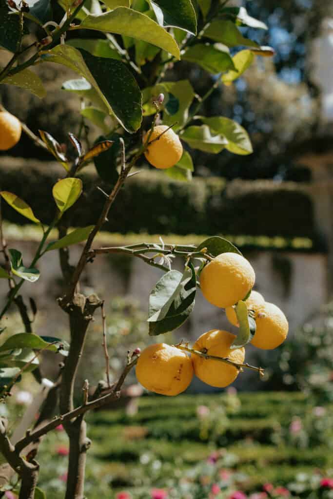 A cluster of yellow lemons growing on a tree branch with green leaves, reminiscent of the vibrant scenery found during 3 days in Florence.