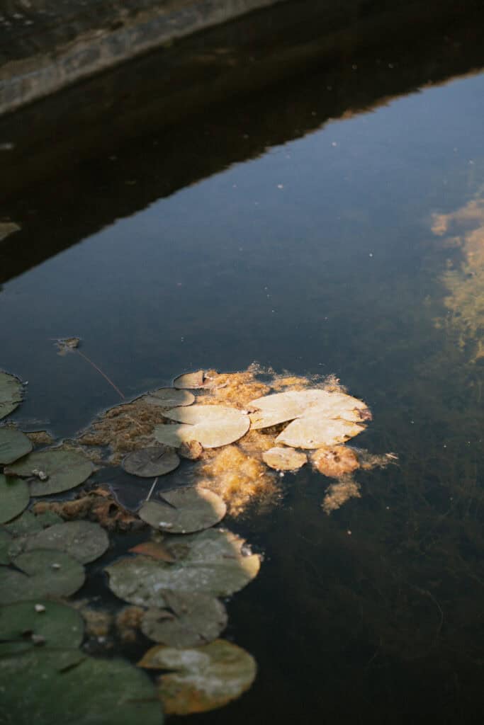 Lily pads floating on a pond surface with algae, a peaceful sight to include in a 3 days in Florence itinerary.